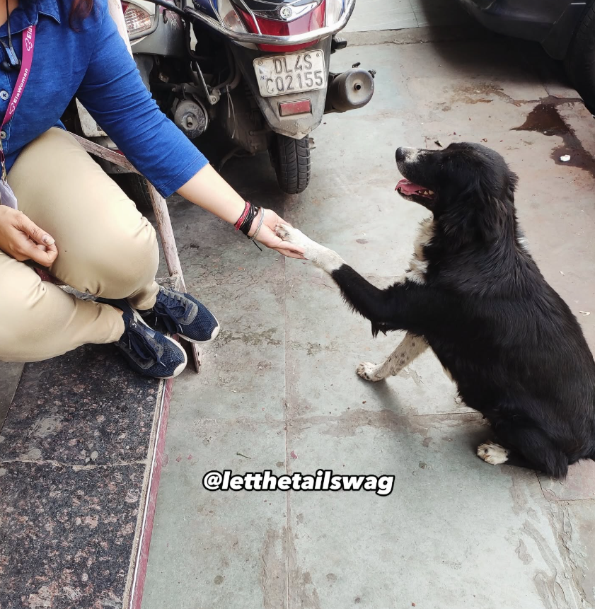 LetTheTailsWag
