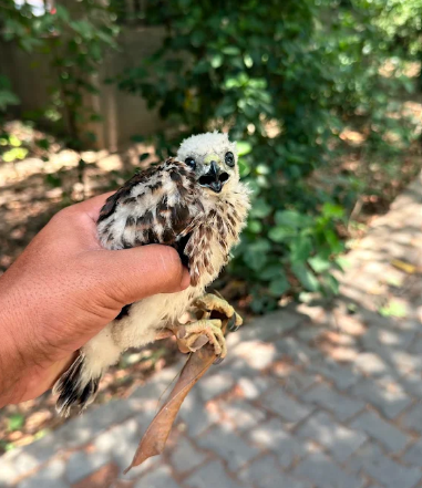 Wildlife saviours